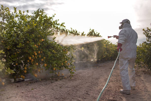 Best Ant Control Services  in Warm Springs, CA