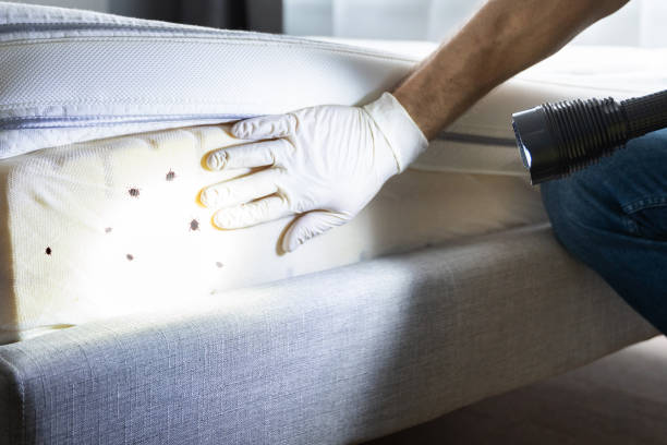 Best Wasp Removal Services  in Warm Springs, CA