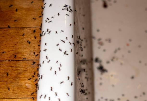 Best Pest Prevention Services  in Warm Springs, CA