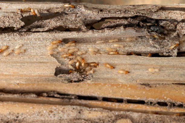 Best Local Pest Control Services  in Warm Springs, CA