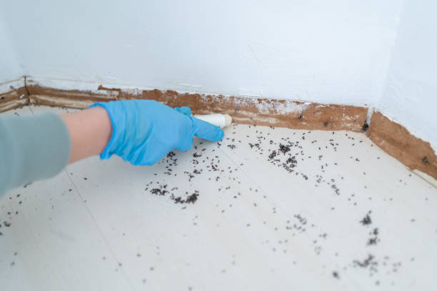 Best Affordable Pest Control Services  in Warm Springs, CA